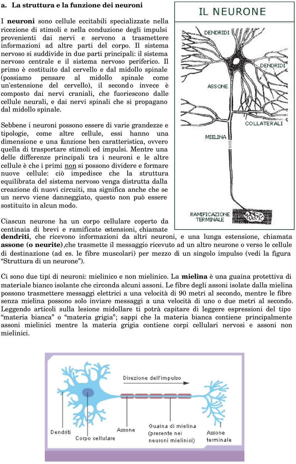 Il primo è costituito dal cervello e dal midollo spinale (possiamo pensare al midollo spinale come un'estensione del cervello), il secondo invece è composto dai nervi craniali, che fuoriescono dalle