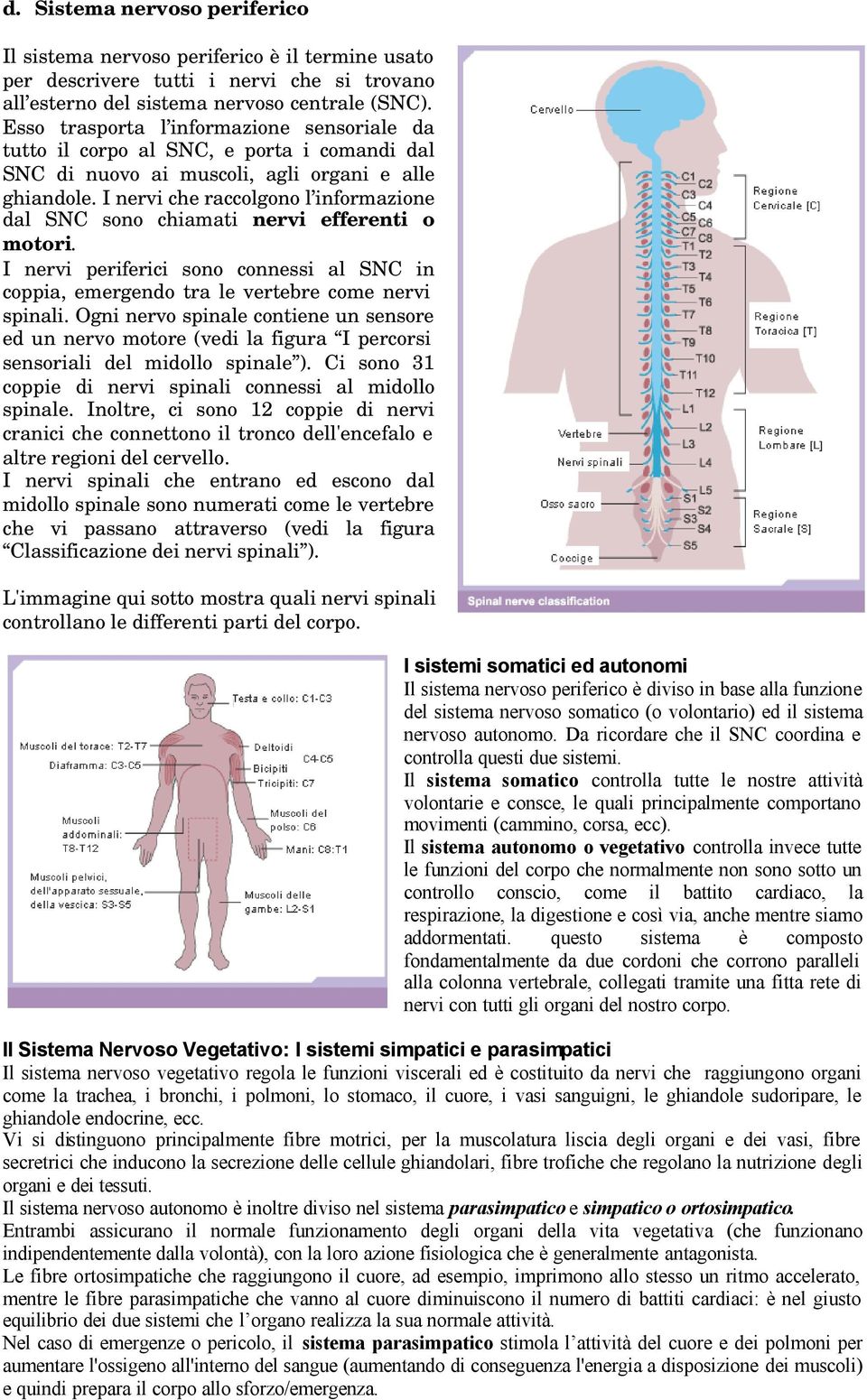 I nervi che raccolgono l informazione dal SNC sono chiamati nervi efferenti o motori. I nervi periferici sono connessi al SNC in coppia, emergendo tra le vertebre come nervi spinali.