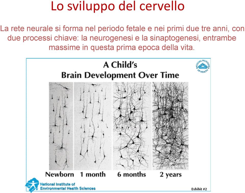 due processi chiave: la neurogenesi e la