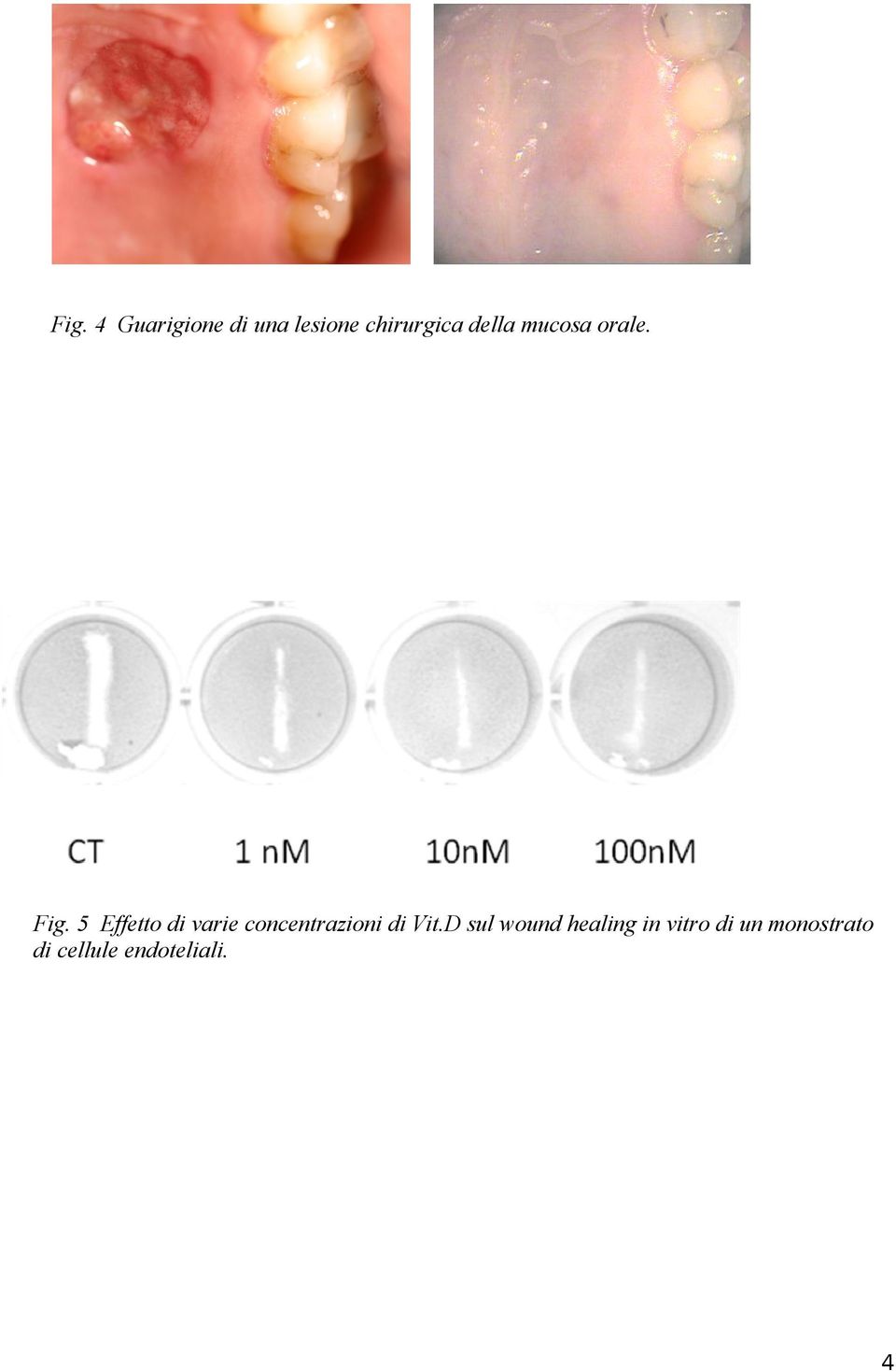 5 Effetto di varie concentrazioni di Vit.