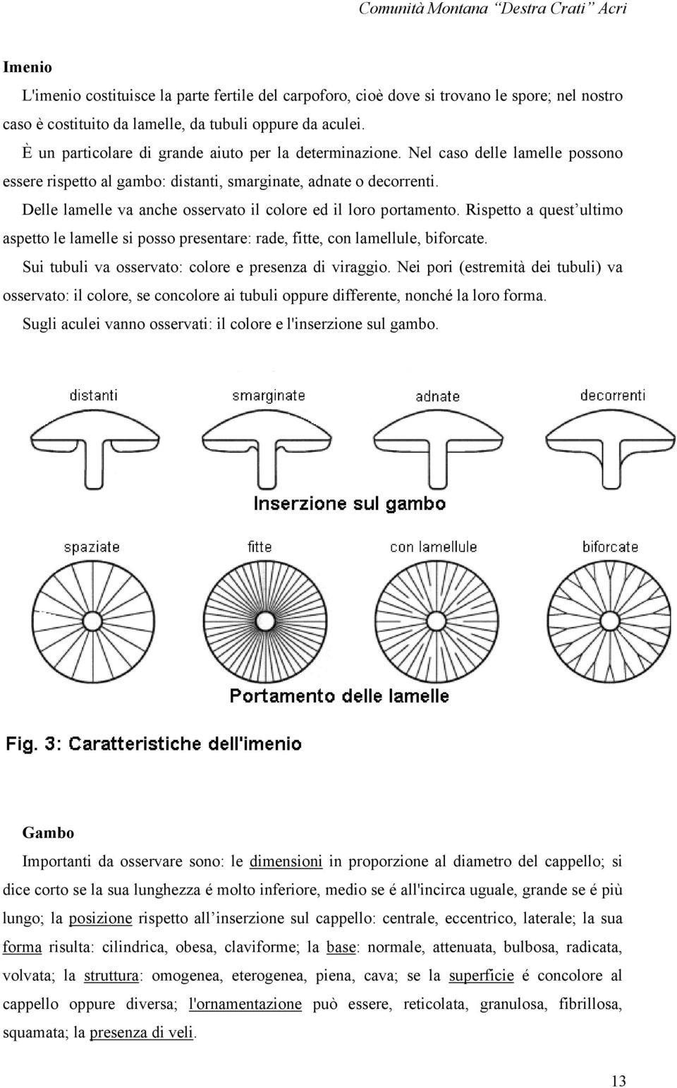 Delle lamelle va anche osservato il colore ed il loro portamento. Rispetto a quest ultimo aspetto le lamelle si posso presentare: rade, fitte, con lamellule, biforcate.