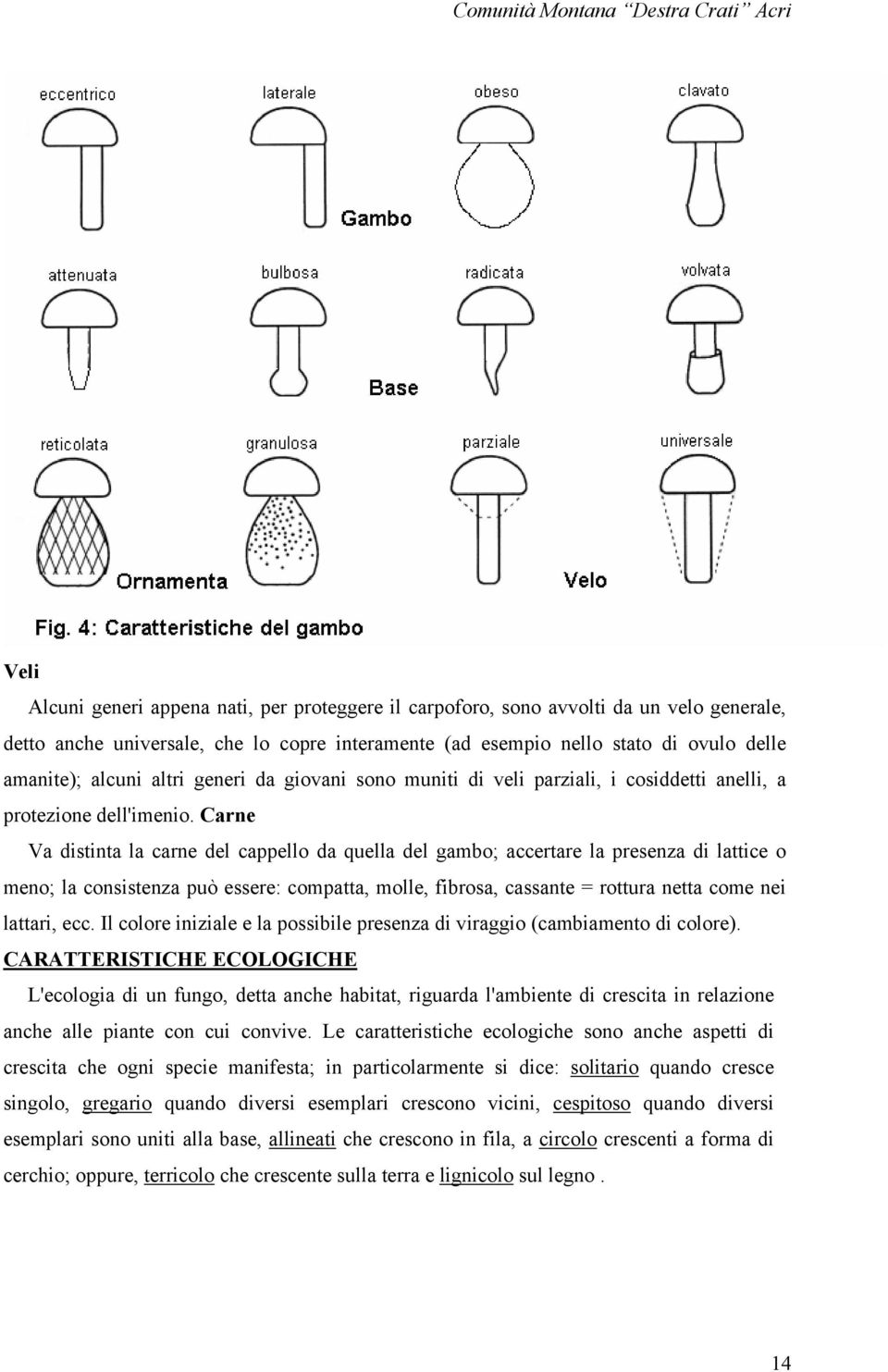 Carne Va distinta la carne del cappello da quella del gambo; accertare la presenza di lattice o meno; la consistenza può essere: compatta, molle, fibrosa, cassante = rottura netta come nei lattari,