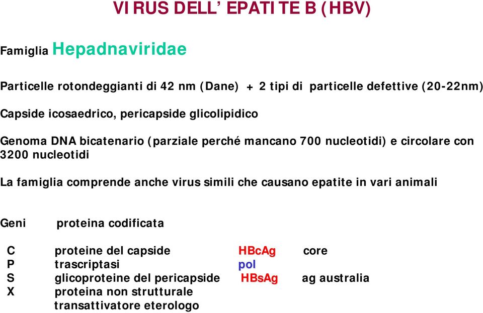 con 3200 nucleotidi La famiglia comprende anche virus simili che causano epatite in vari animali Geni proteina codificata C proteine