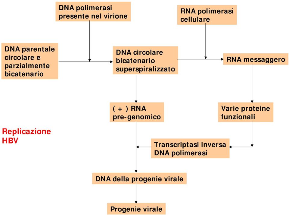 superspiralizzato RNA messaggero ( + ) RNA pre-genomico Varie proteine