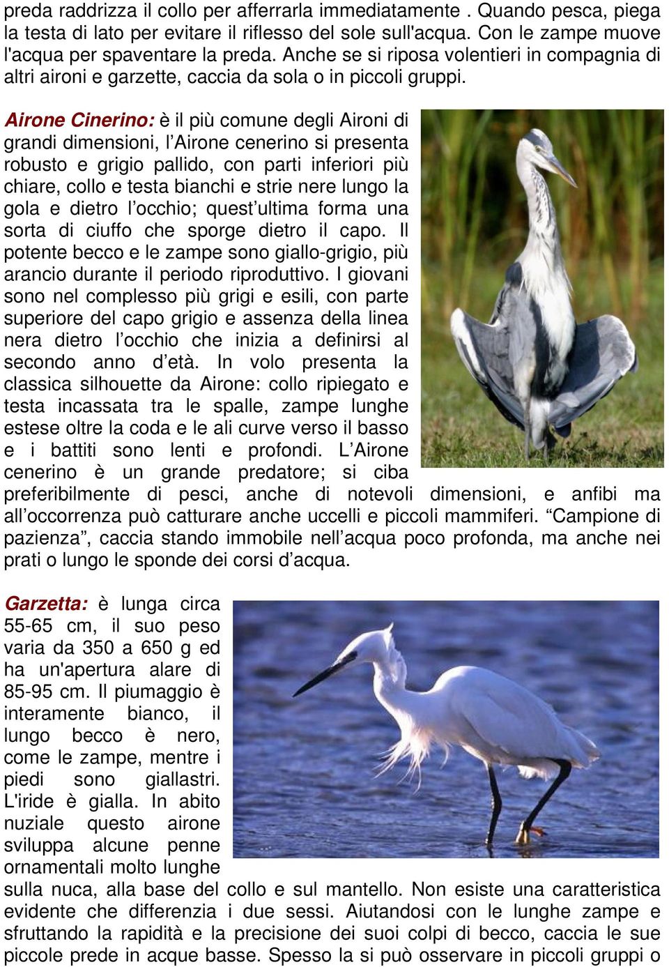 Airone Cinerino: è il più comune degli Aironi di grandi dimensioni, l Airone cenerino si presenta robusto e grigio pallido, con parti inferiori più chiare, collo e testa bianchi e strie nere lungo la