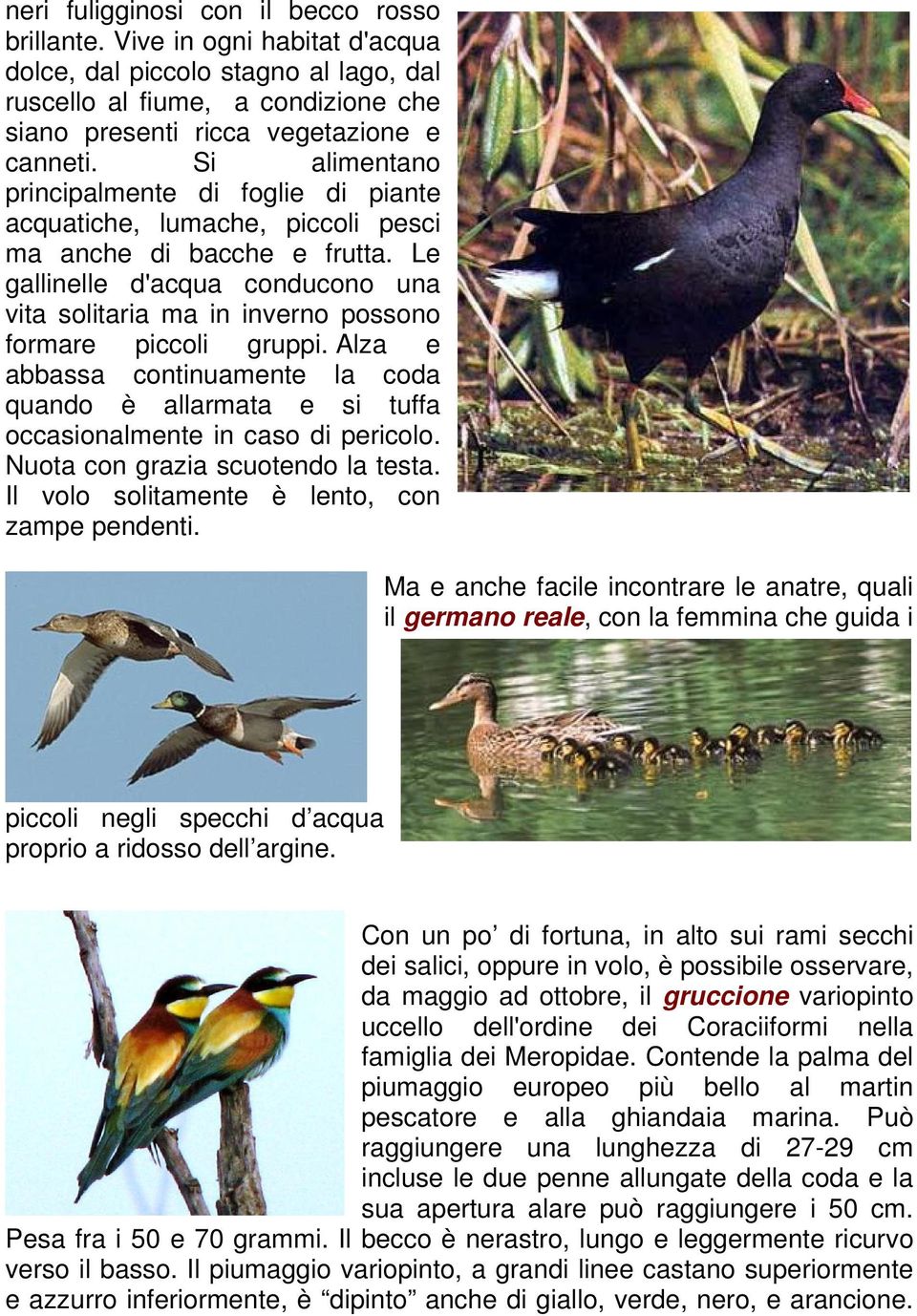 Le gallinelle d'acqua conducono una vita solitaria ma in inverno possono formare piccoli gruppi. Alza e abbassa continuamente la coda quando è allarmata e si tuffa occasionalmente in caso di pericolo.