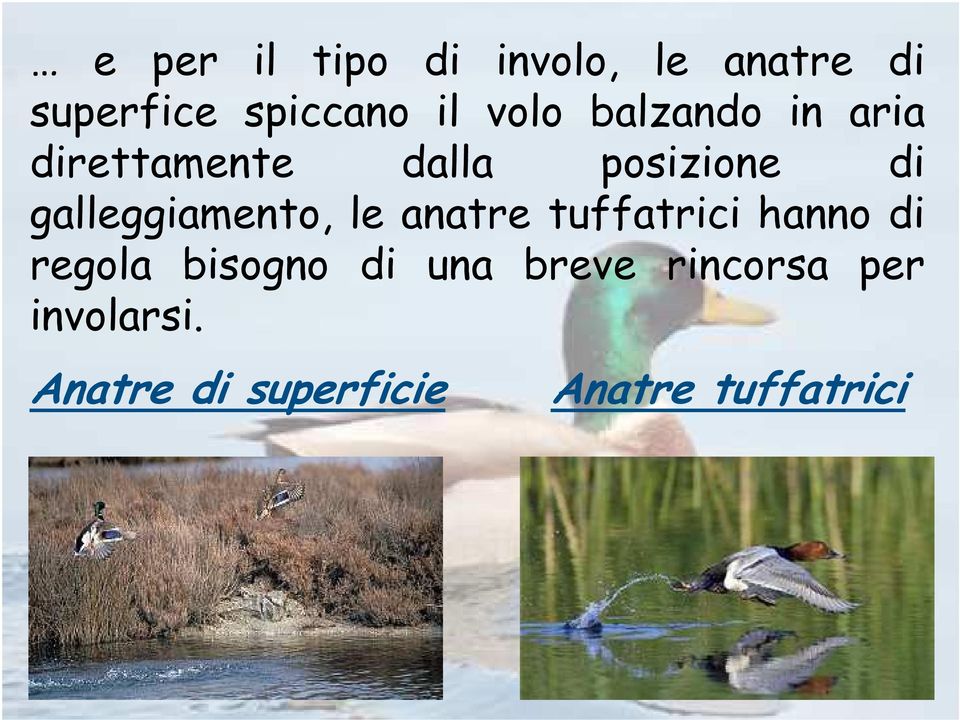 galleggiamento, le anatre tuffatrici hanno di regola bisogno