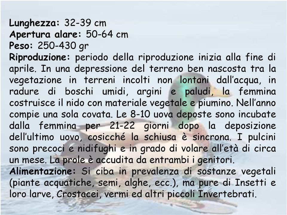 vegetale e piumino. Nell anno compie una sola covata. Le 8-10 uova deposte sono incubate dalla femmina per 21-22 giorni dopo la deposizione dell ultimo uovo, cosicché la schiusa è sincrona.