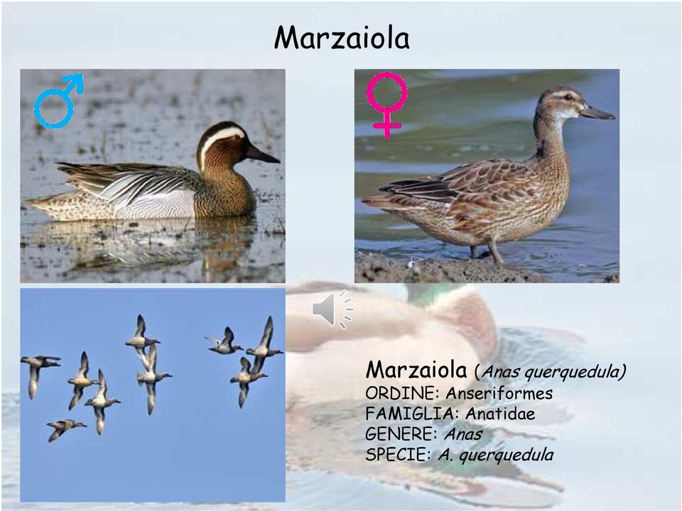 Anseriformes FAMIGLIA: