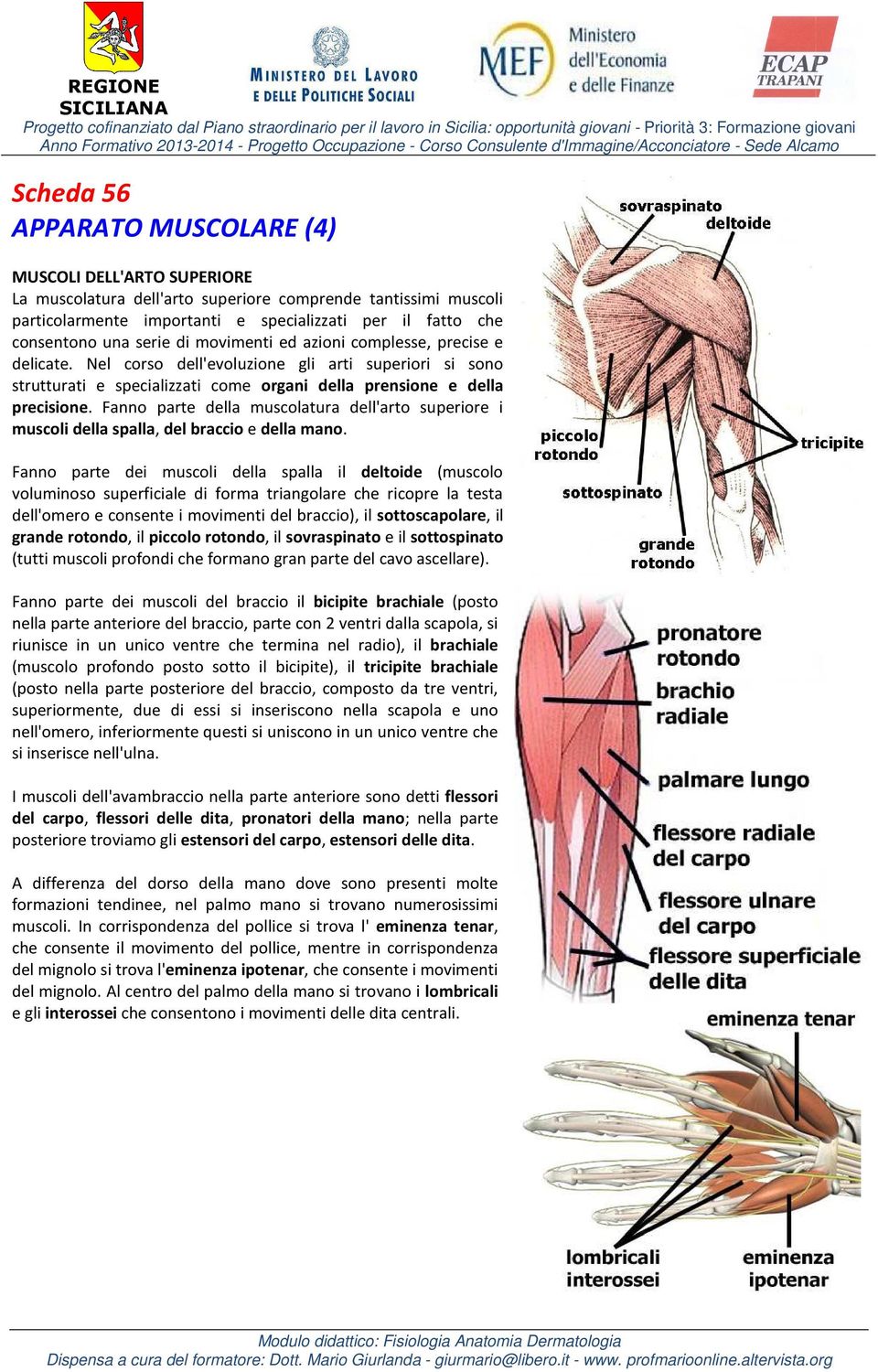 Fanno parte della muscolatura dell'arto superiore i muscoli della spalla, del braccio e della mano.