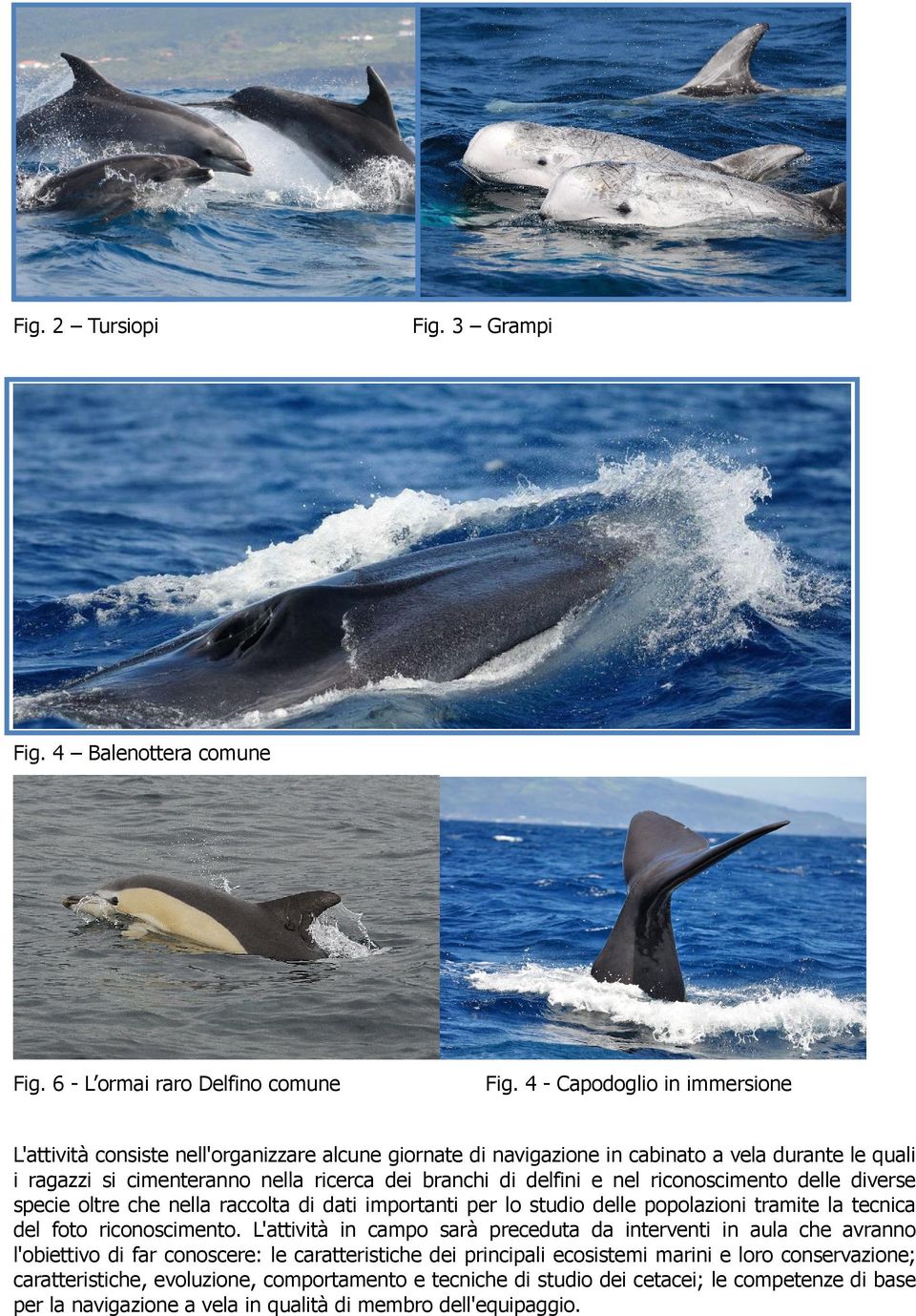 nel riconoscimento delle diverse specie oltre che nella raccolta di dati importanti per lo studio delle popolazioni tramite la tecnica del foto riconoscimento.