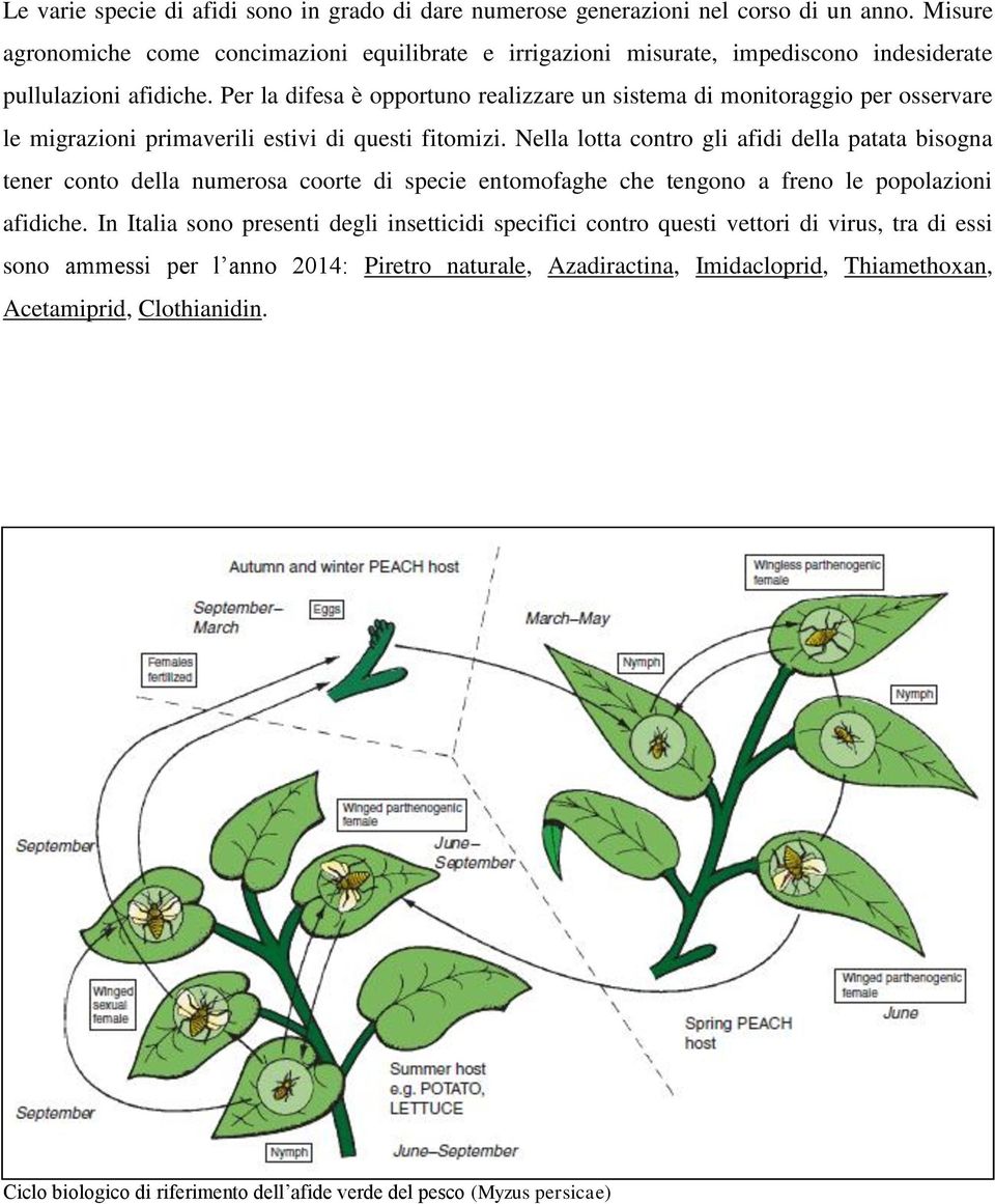 Per la difesa è opportuno realizzare un sistema di monitoraggio per osservare le migrazioni primaverili estivi di questi fitomizi.