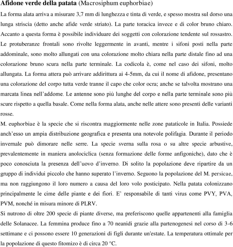 Le protuberanze frontali sono rivolte leggermente in avanti, mentre i sifoni posti nella parte addominale, sono molto allungati con una colorazione molto chiara nella parte distale fino ad una