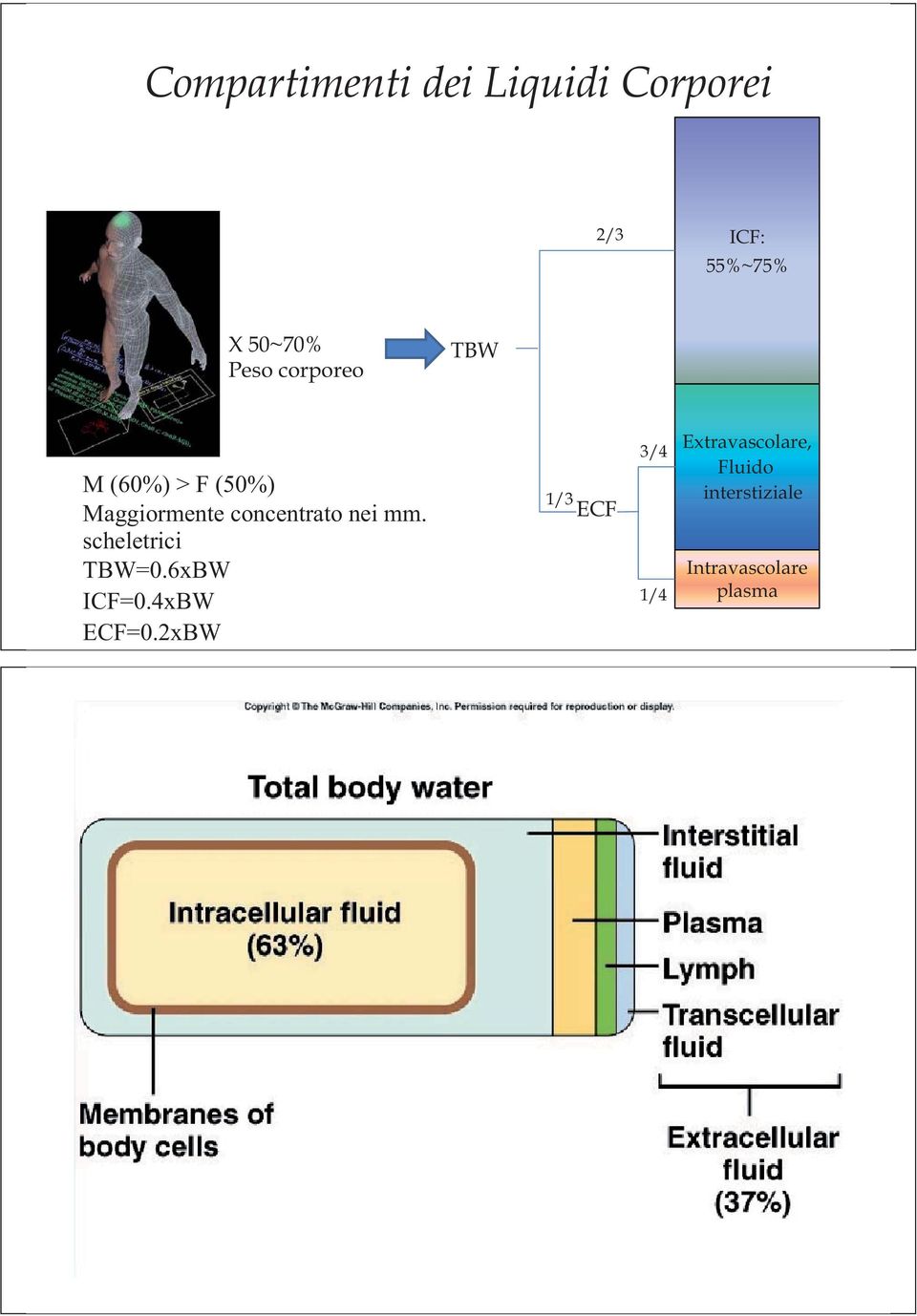 concentrato nei mm. scheletrici TBW=0.6xBW ICF=0.4xBW ECF=0.