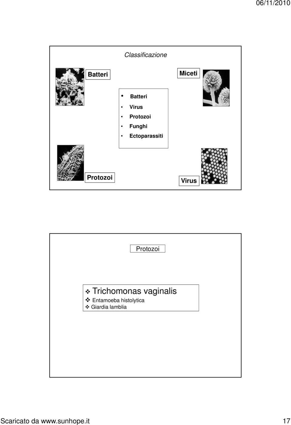 Protozoi Trichomonas vaginalis Entamoeba