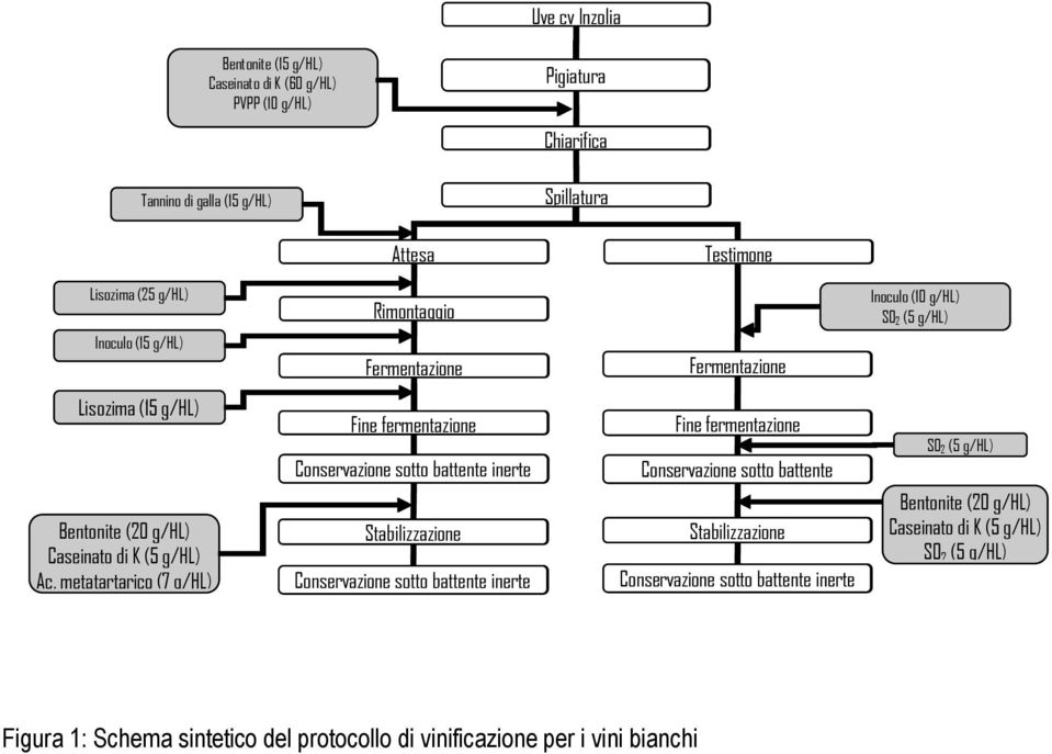 metatartarico (7 g/hl) Fine Fine fermentazione Conservazione sotto battente inerte inerte Stabilizzazione Conservazione sotto battente inerte inerte Fine Fine fermentazione