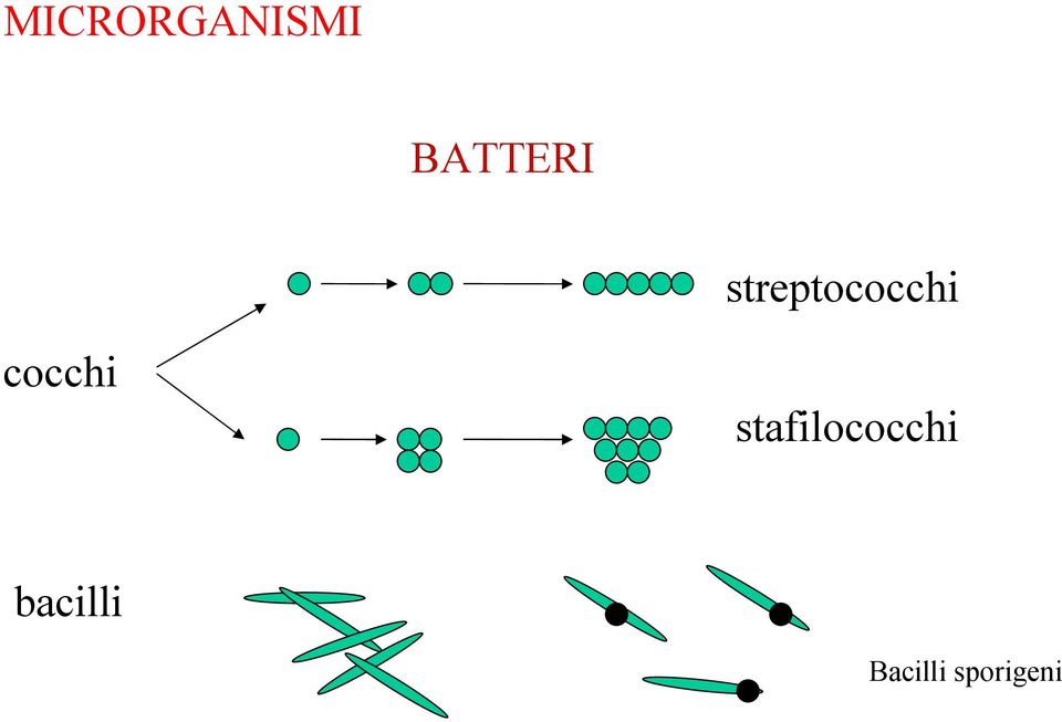 streptococchi cocchi