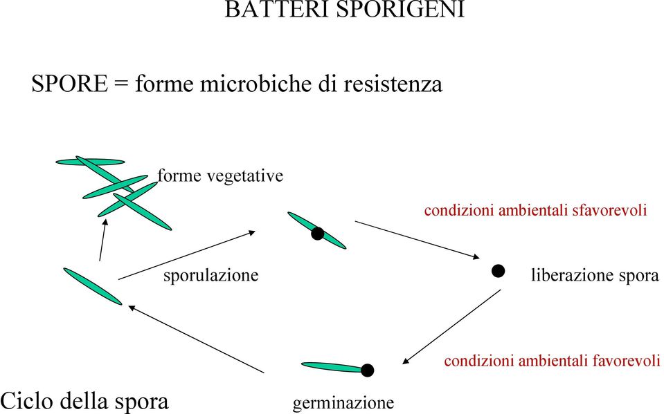 sfavorevoli sporulazione liberazione spora