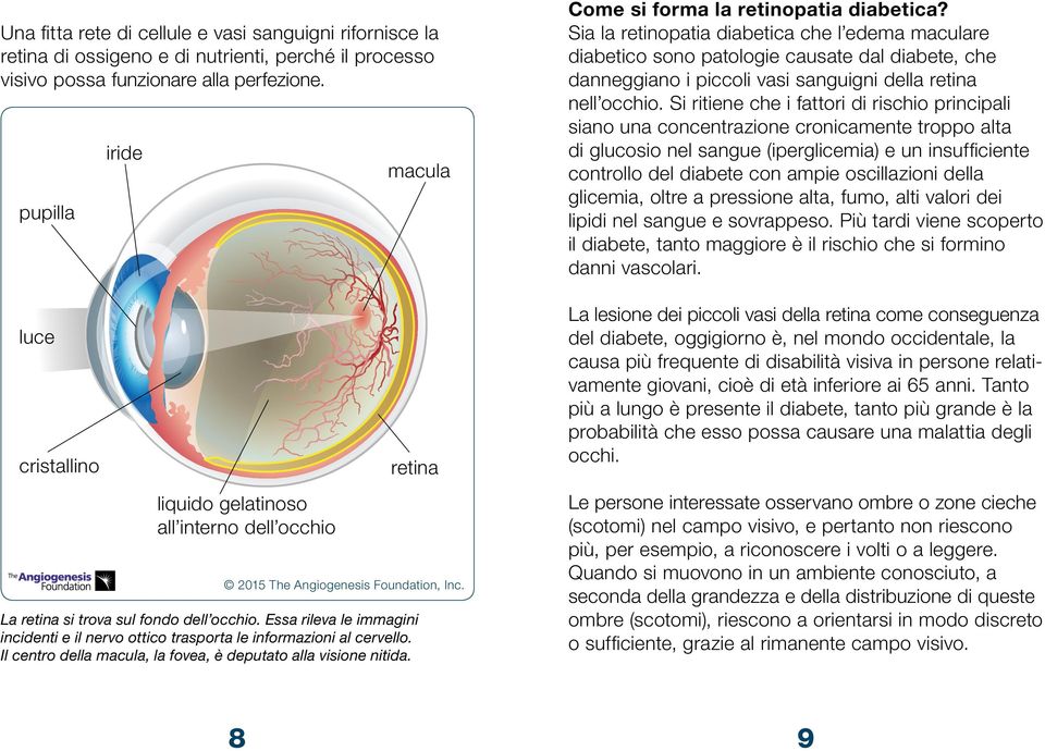 Essa rileva le immagini incidenti e il nervo ottico trasporta le informazioni al cervello. Il centro della macula, la fovea, è deputato alla visione nitida.