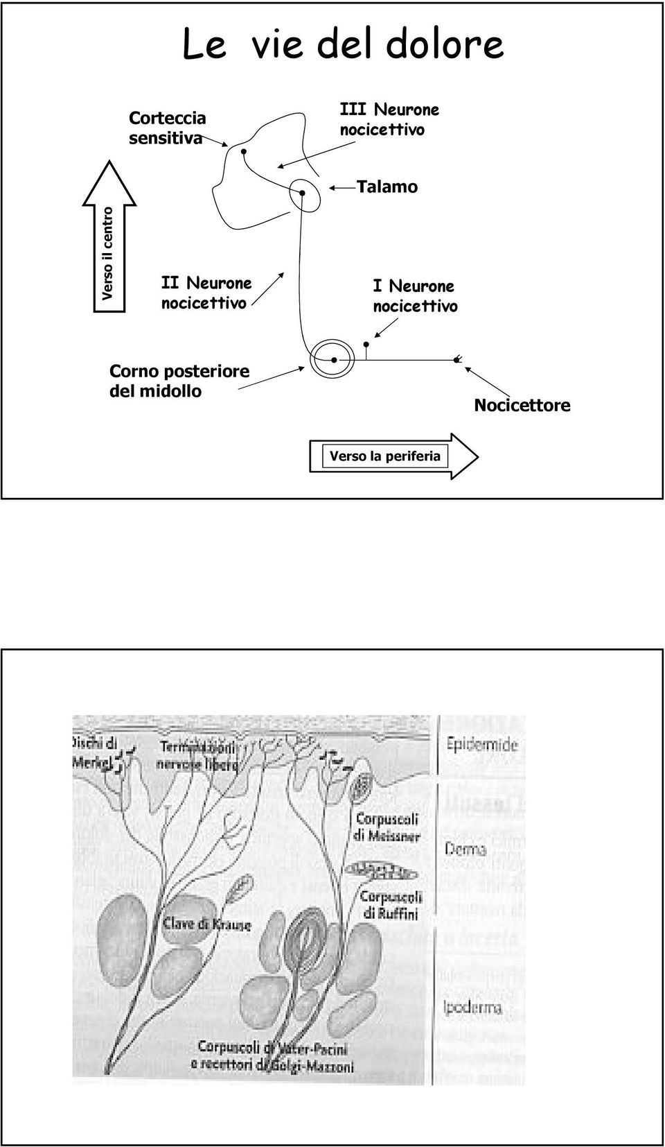 nocicettivo Talamo I Neurone nocicettivo Corno