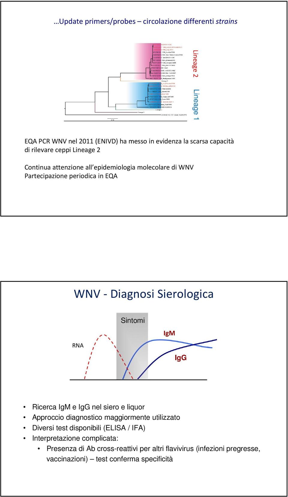 Sierologica RNA Sintomi IgM IgG Ricerca IgM e IgG nel siero e liquor Approccio diagnostico maggiormente utilizzato Diversi test disponibili