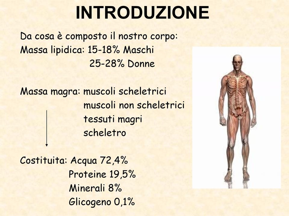 scheletrici muscoli non scheletrici tessuti magri scheletro