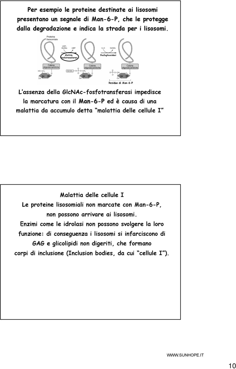 Malattia delle cellule I Le proteine lisosomiali non marcate con Man-6-P, non possono arrivare ai lisosomi.