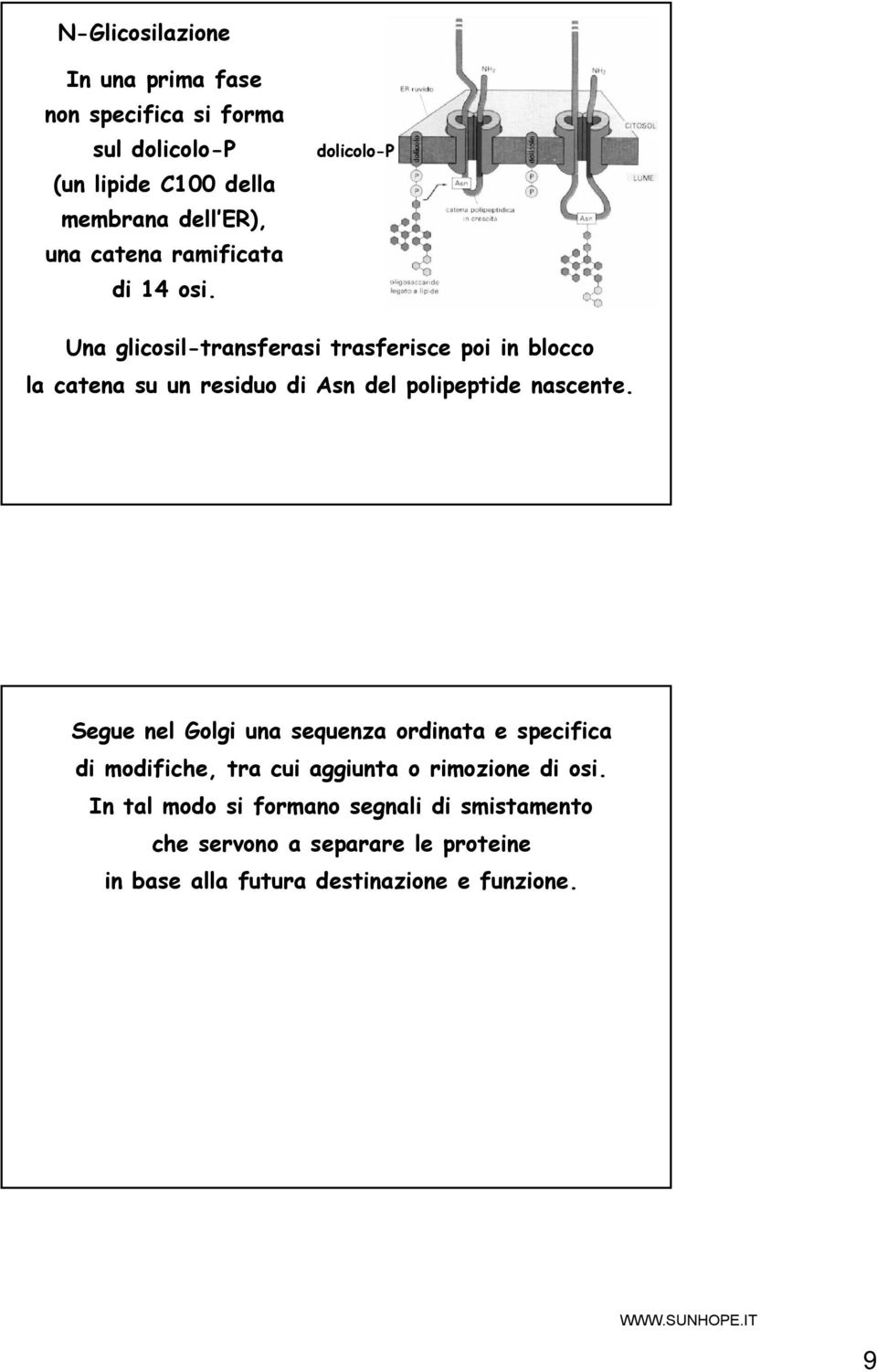 dolicolo-p Una glicosil-transferasi trasferisce poi in blocco la catena su un residuo di Asn del polipeptide nascente.