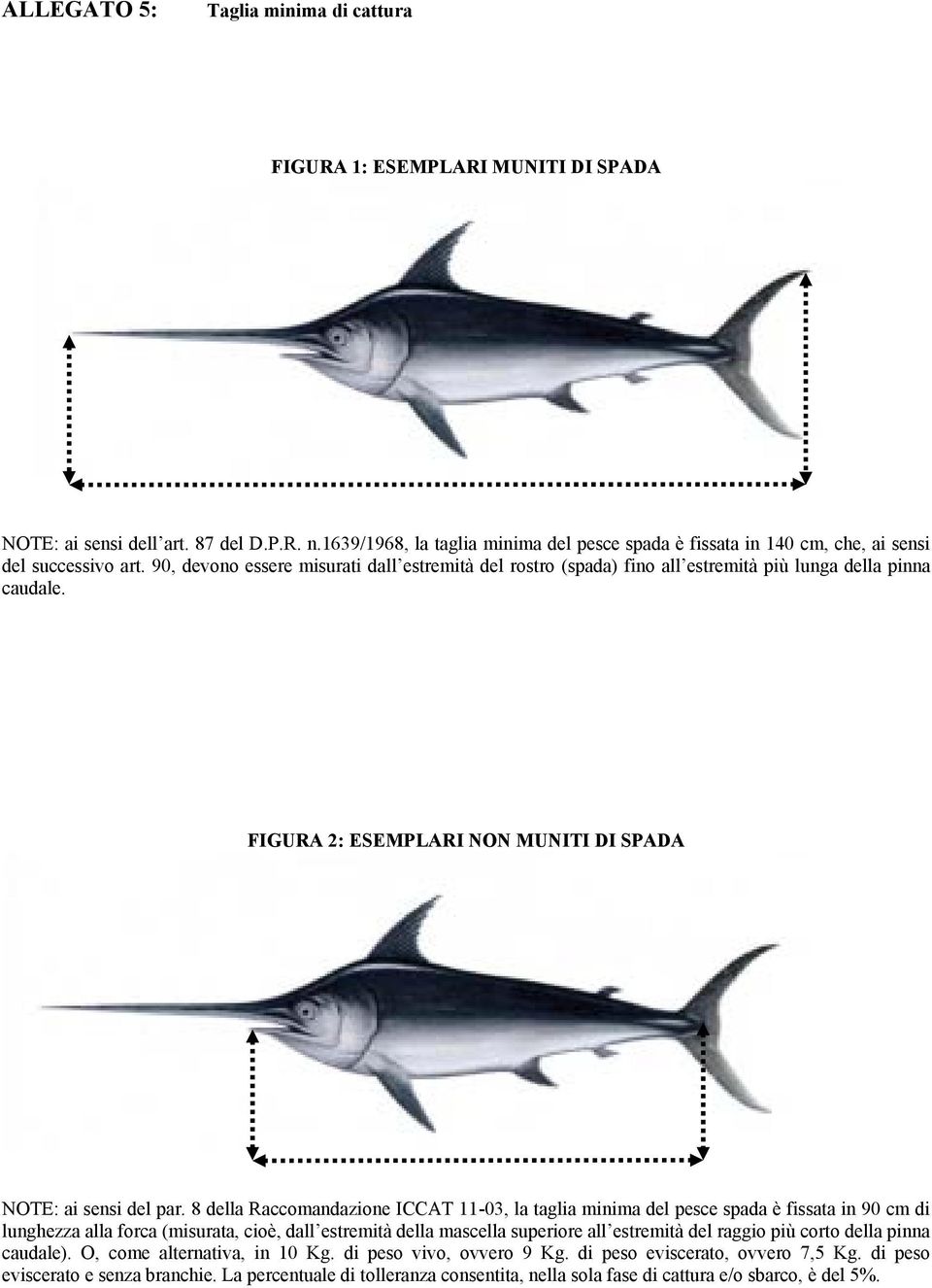 90, devono essere misurati dall estremità del rostro (spada) fino all estremità più lunga della pinna caudale. FIGURA 2: ESEMPLARI NON MUNITI DI SPADA NOTE: ai sensi del par.