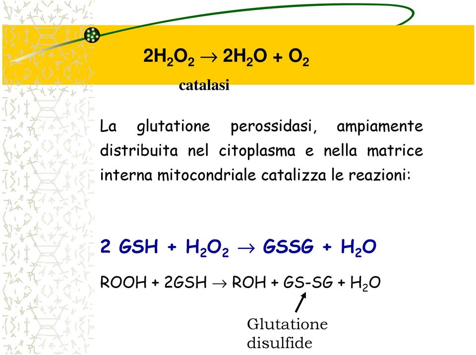 interna mitocondriale catalizza le reazioni: 2 GSH + H 2 O