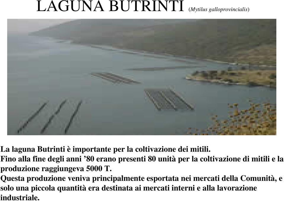 Fino alla fine degli anni 80 erano presenti 80 unità per la coltivazione di mitili e la produzione