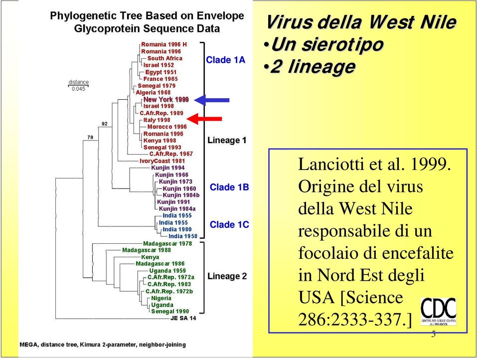 Origine del virus della West Nile responsabile di un