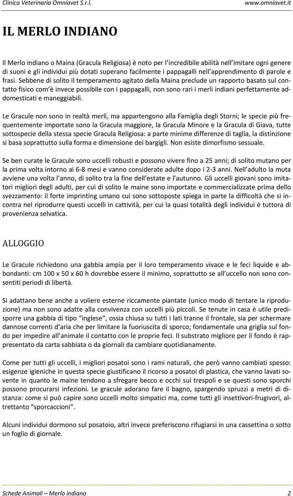 Sebbene di solito il temperamento agitato della Maina preclude un rapporto basato sul contatto fisico com è invece possibile con i pappagalli, non sono rari i merli indiani perfettamente