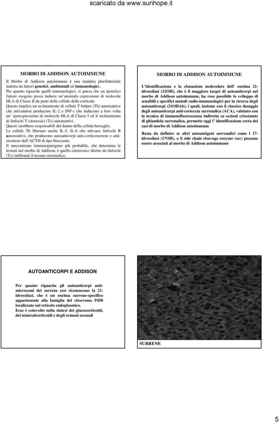 Questo implica un reclutamento di cellule T-helper (Th) autoreattive che attivandosi producono IL-2 e INF-γ che inducono a loro volta un iperespressione di molecole HLA di Classe I ed il reclutamento