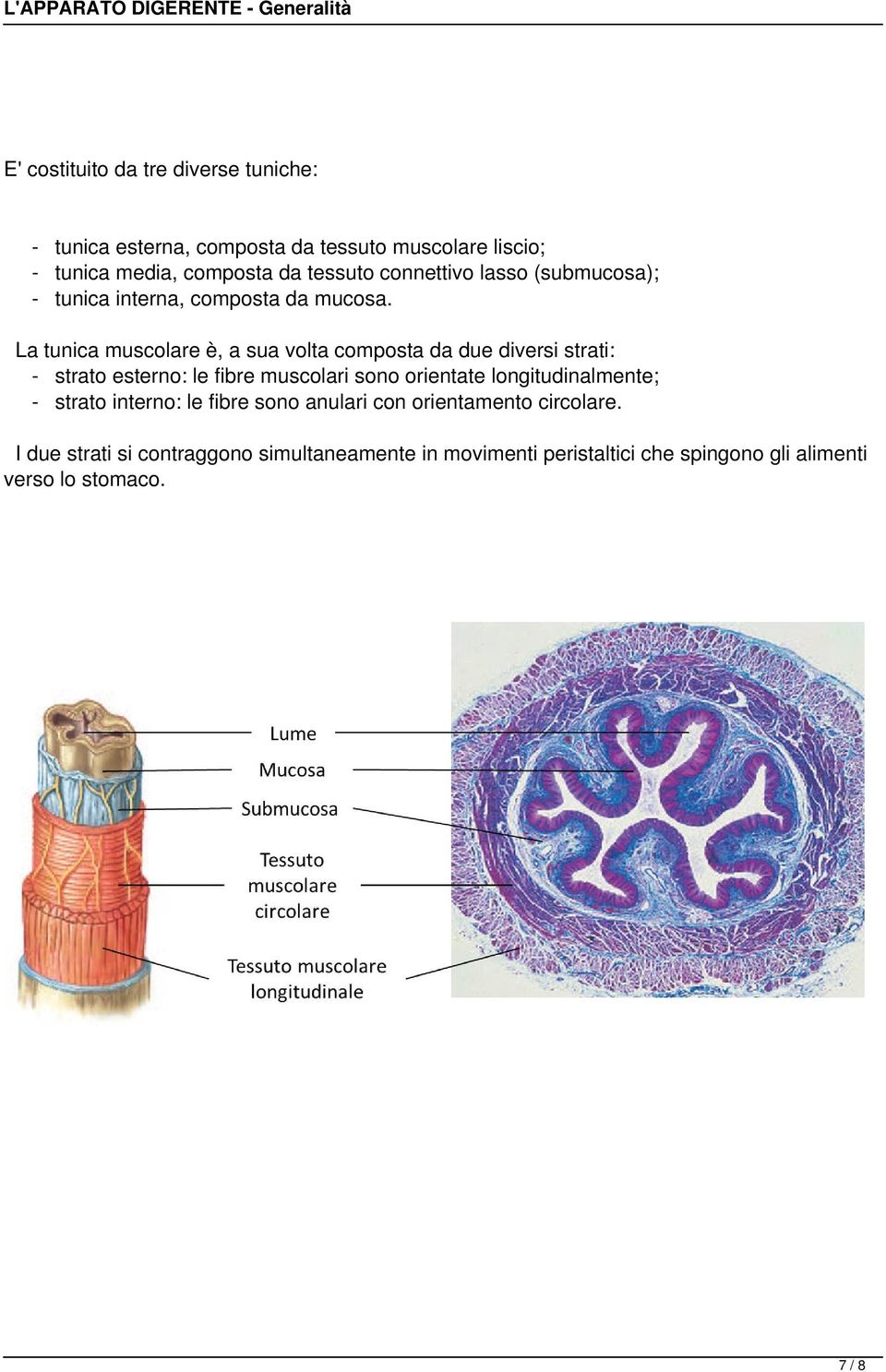 La tunica muscolare è, a sua volta composta da due diversi strati: - strato esterno: le fibre muscolari sono orientate