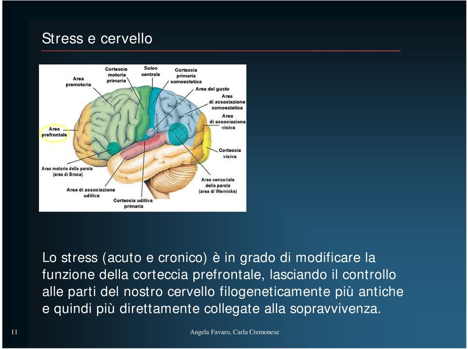 parti del nostro cervello filogeneticamente più antiche e quindi più