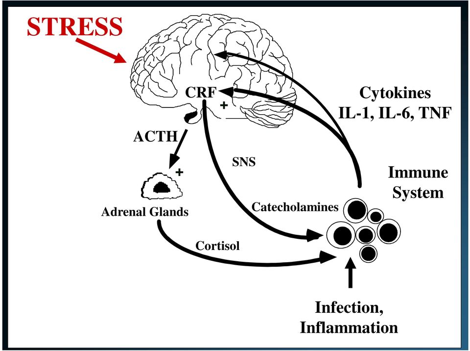 Immune System Cortisol SNS