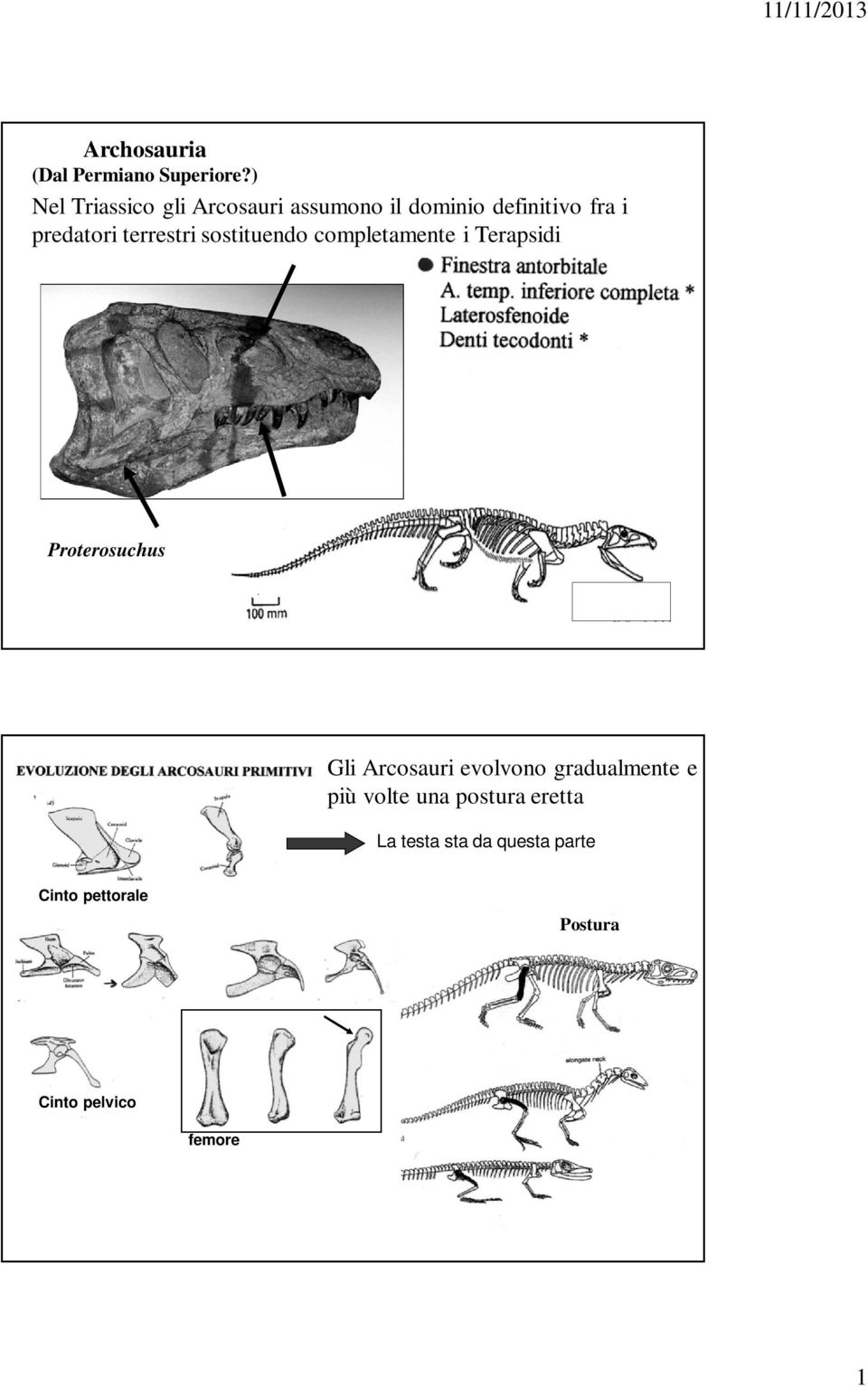 terrestri sostituendo completamente i Terapsidi Proterosuchus Gli Arcosauri