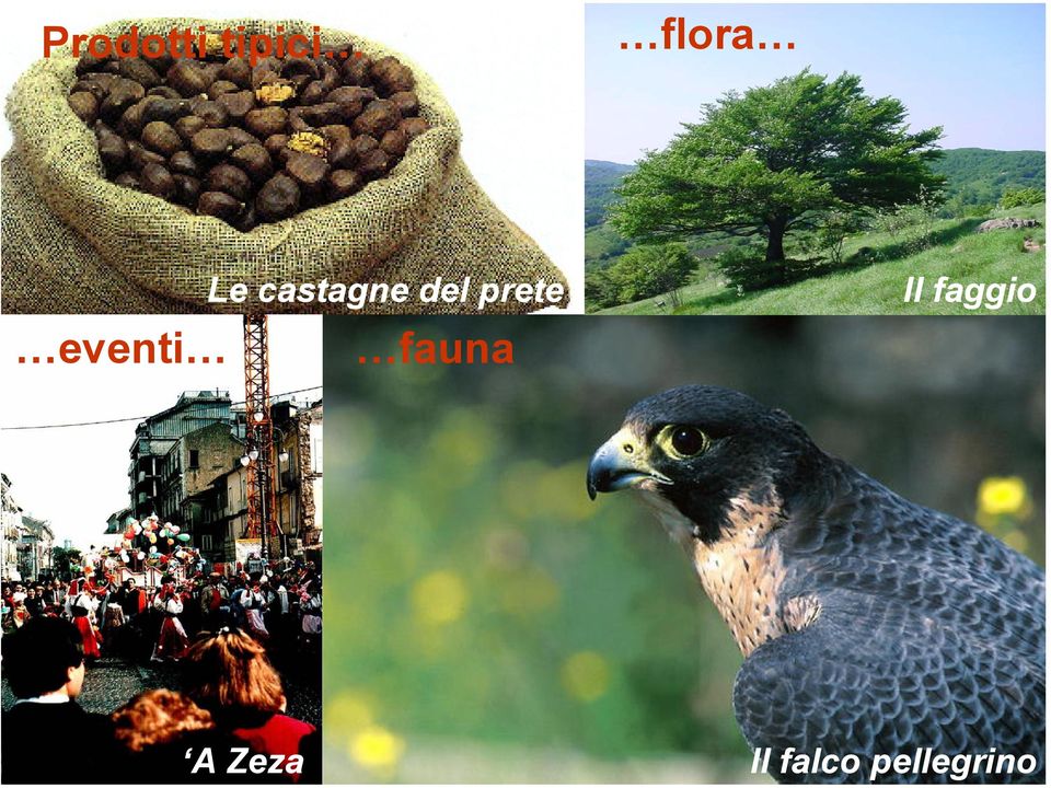 prete fauna Il faggio A