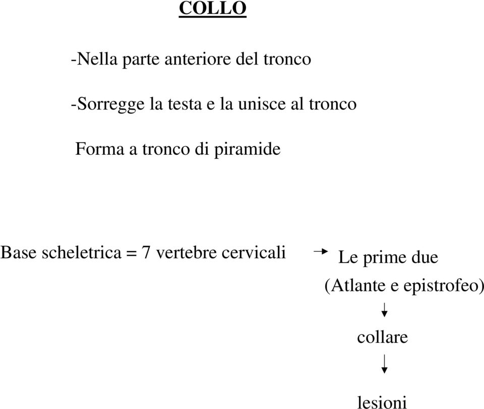 piramide Base scheletrica = 7 vertebre cervicali