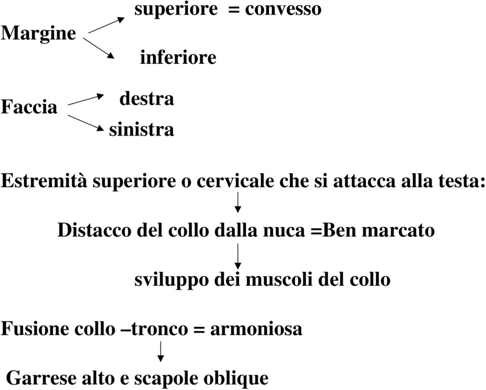 Distacco del collo dalla nuca =Ben marcato sviluppo dei muscoli