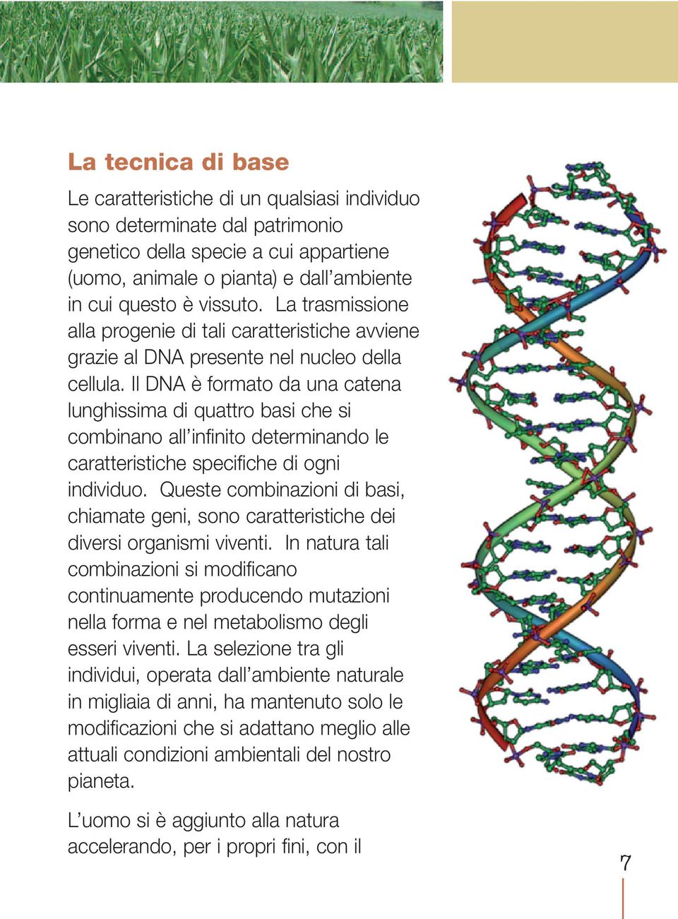 Il DNA è formato da una catena lunghissima di quattro basi che si combinano all infinito determinando le caratteristiche specifiche di ogni individuo.