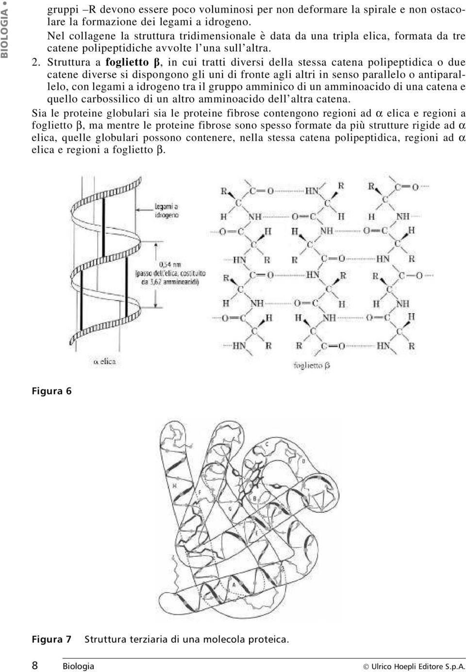 Struttura a foglietto b, in cui tratti diversi della stessa catena polipeptidica o due catene diverse si dispongono gli uni di fronte agli altri in senso parallelo o antiparallelo, con legami a