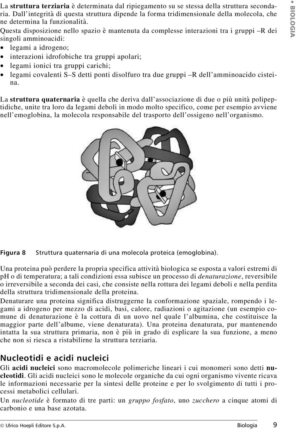 Questa disposizione nello spazio è mantenuta da complesse interazioni tra i gruppi R dei singoli amminoacidi: «legami a idrogeno; «interazioni idrofobiche tra gruppi apolari; «legami ionici tra