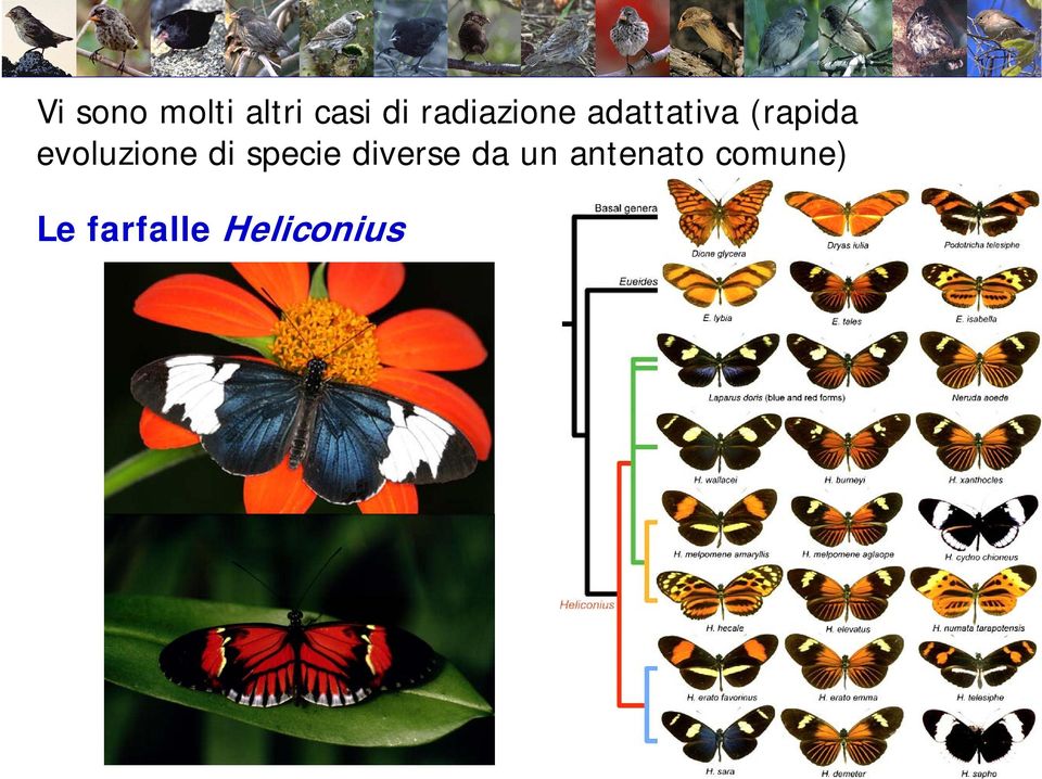 evoluzione di specie diverse da