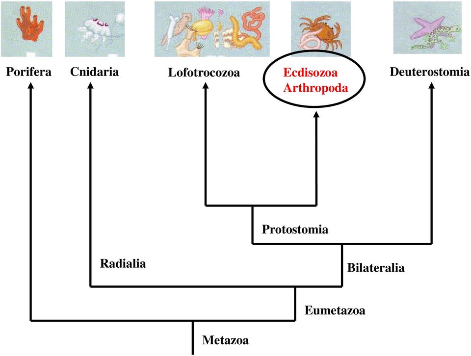 Deuterostomia Arthropoda