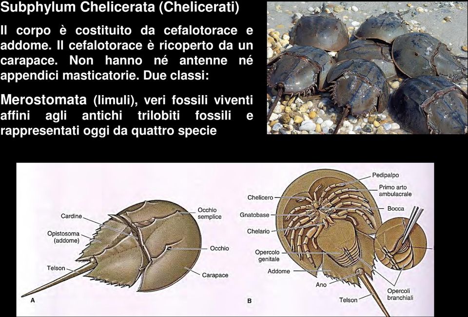 Non hanno né antenne né appendici masticatorie.