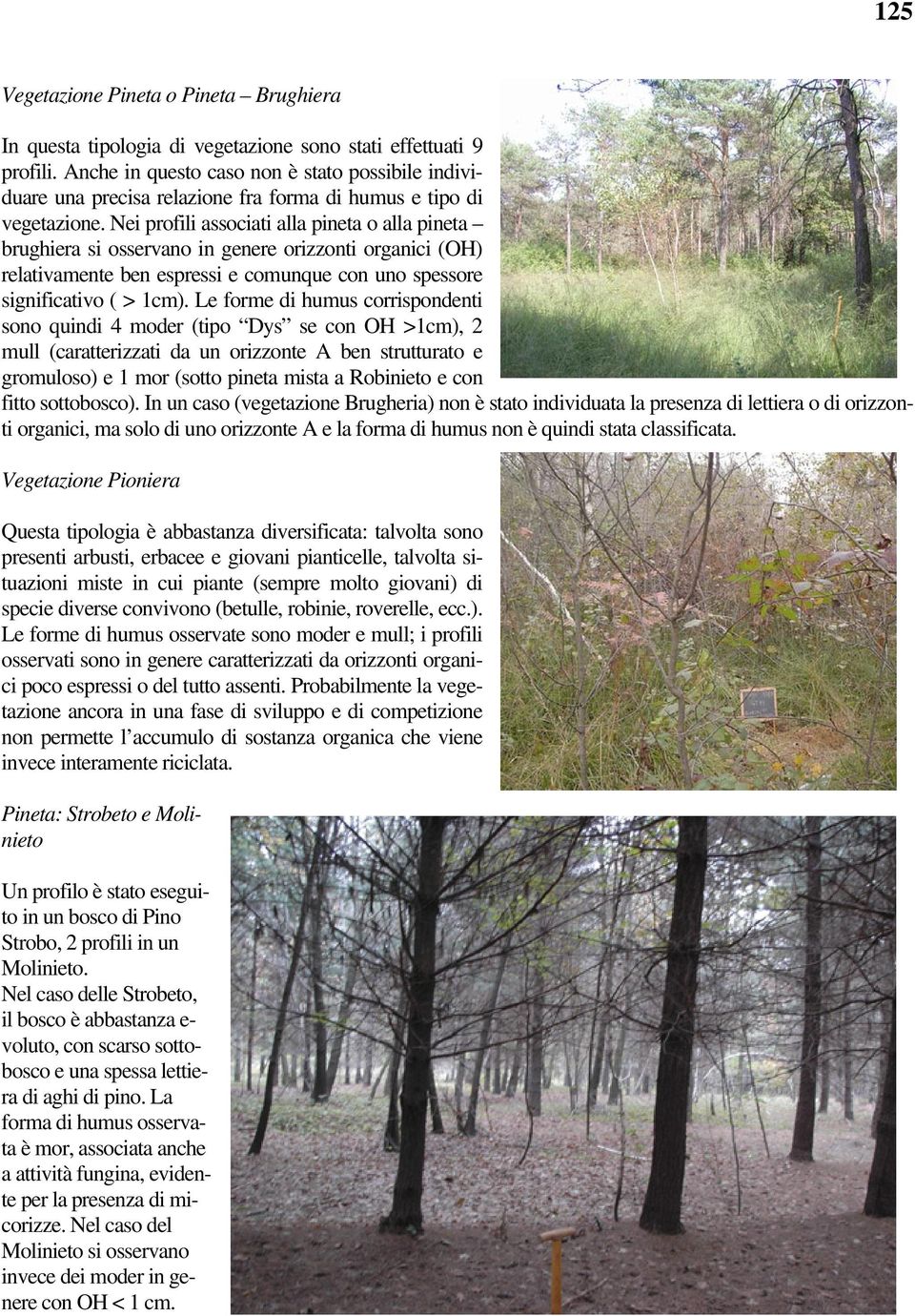 Nei profili associati alla pineta o alla pineta brughiera si osservano in genere orizzonti organici (OH) relativamente ben espressi e comunque con uno spessore significativo ( > 1cm).