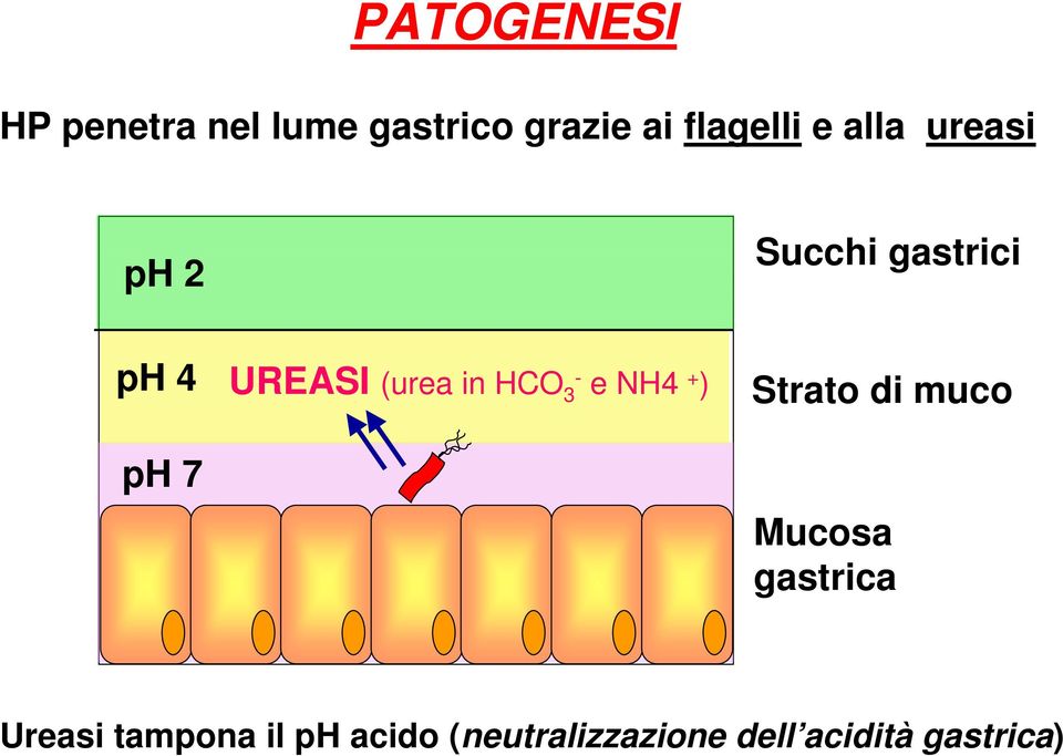 in HCO 3- e NH4 + ) Strato di muco Mucosa gastrica Ureasi