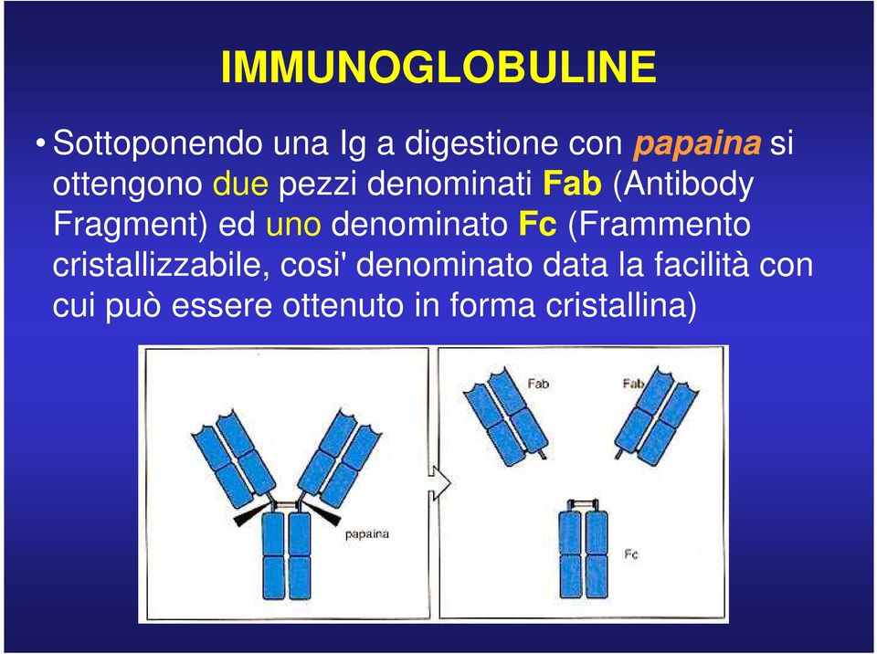 uno denominato Fc (Frammento cristallizzabile, cosi'